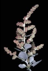 Old man saltbush