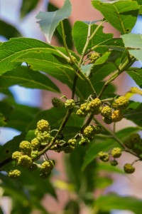 Austral mulberry.