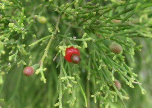 Cherry ballart