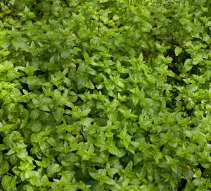 River mint