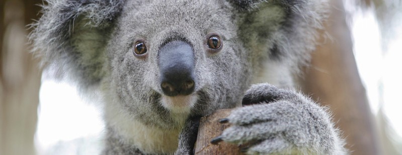 Koala national park