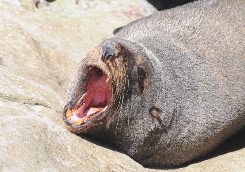 Yawning fur seal.