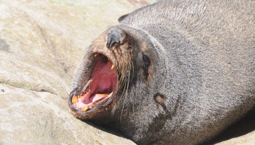Yawning fur seal.