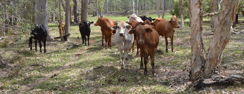 Cattle in Warro NP, Queensland