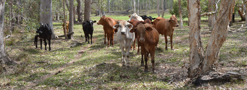Cattle in Warro NP, Queensland