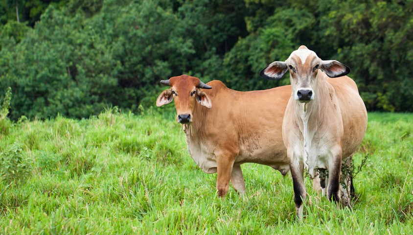 Queensland cattle