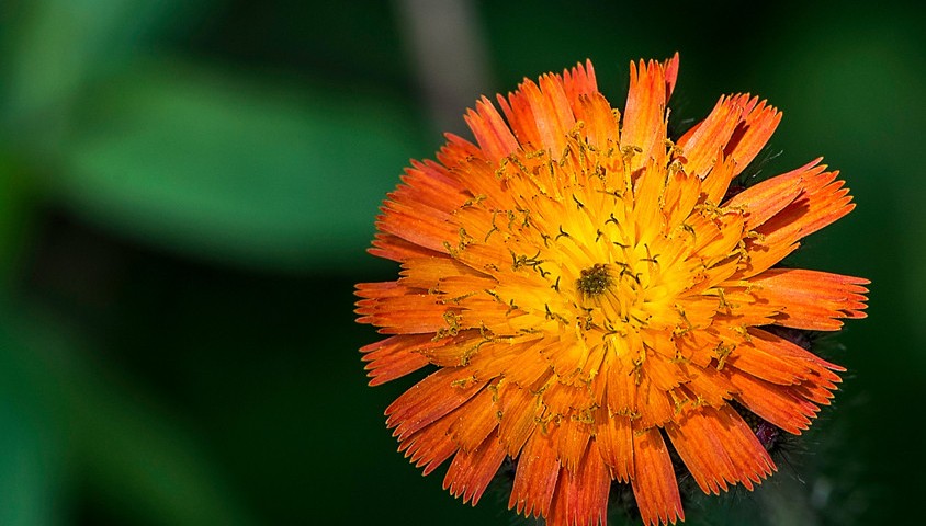 Orange hawkweed