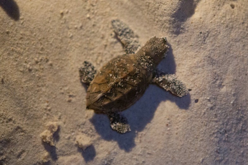 Hawksbill turtle hatchling.