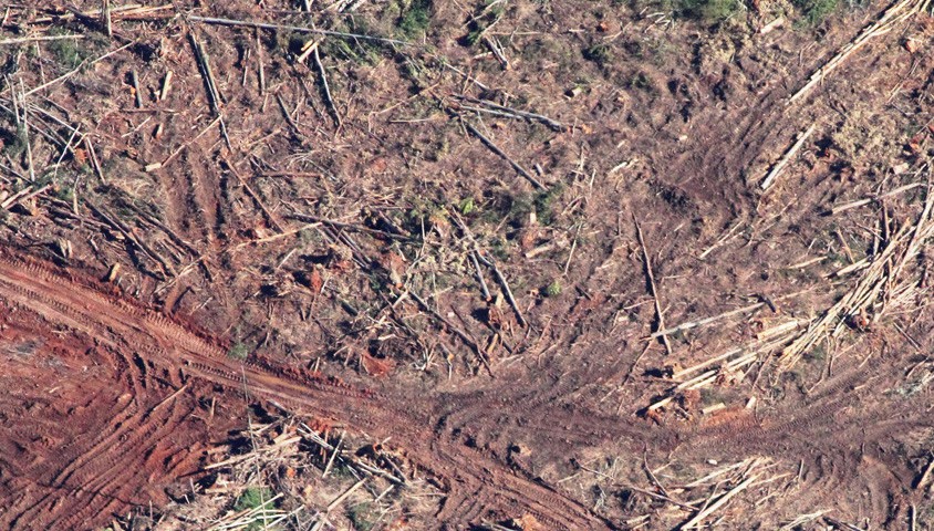 Logging Australia's native forests