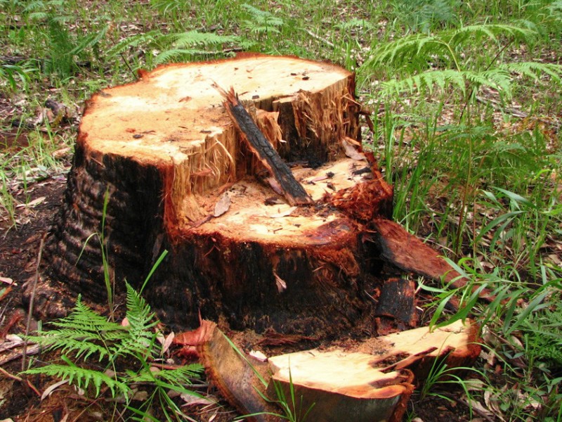 Tree stump in Queensland's north.