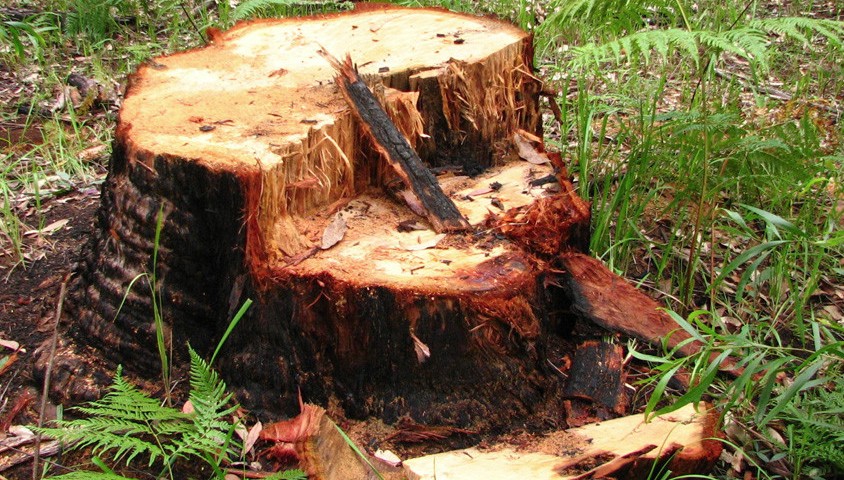 Tree stump in Queensland's north.