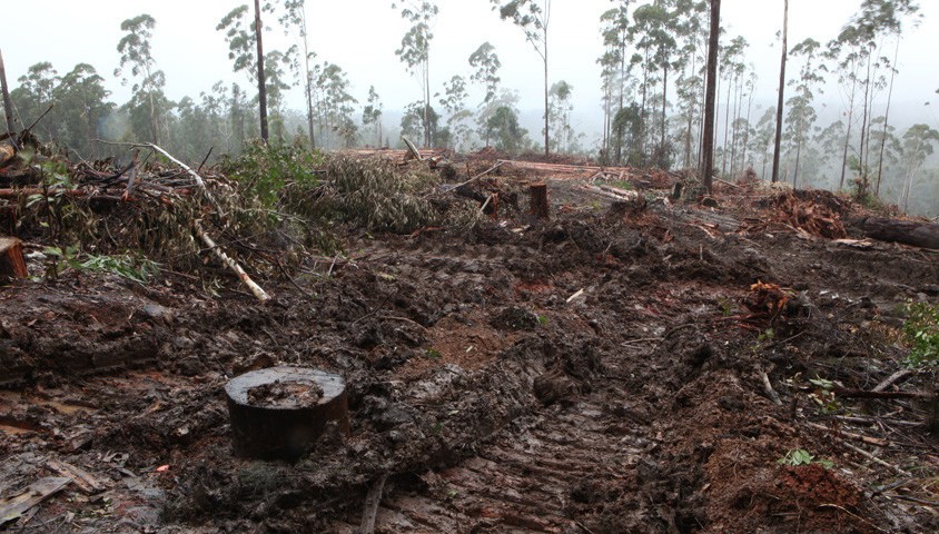 Industrialised logging