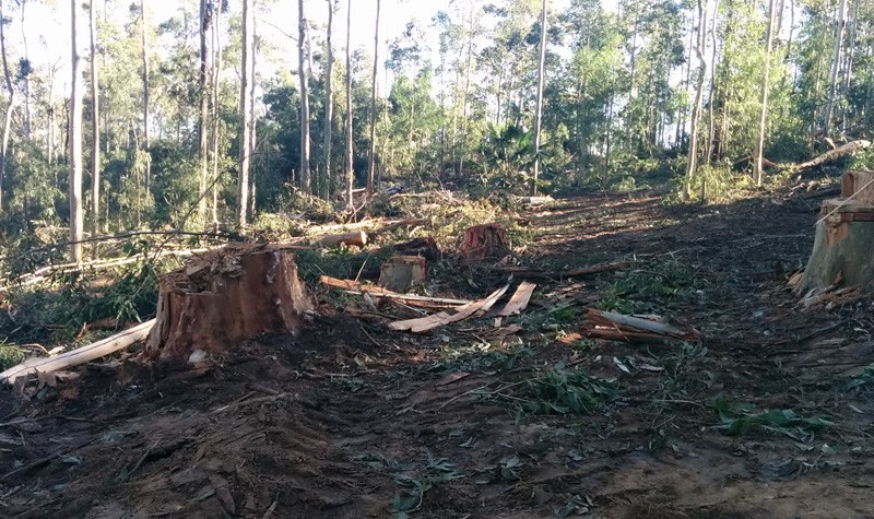 Native forest logging