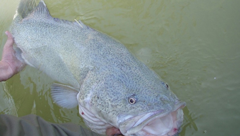 Murray cod courtesy of DELWP.