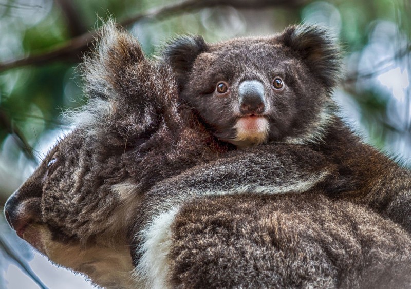 Kangaroo Island koala and joey
