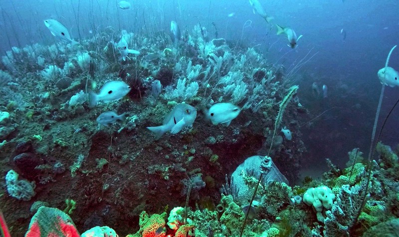 Wilsons Promontory coral reef