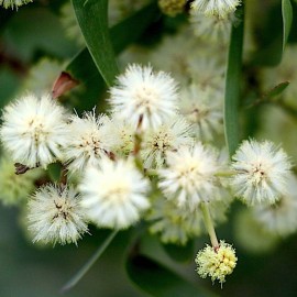 Acacia flowers
