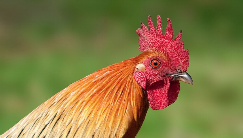 Rooster shutterstock image