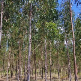 Australian eucalypt forest. Shutterstock.