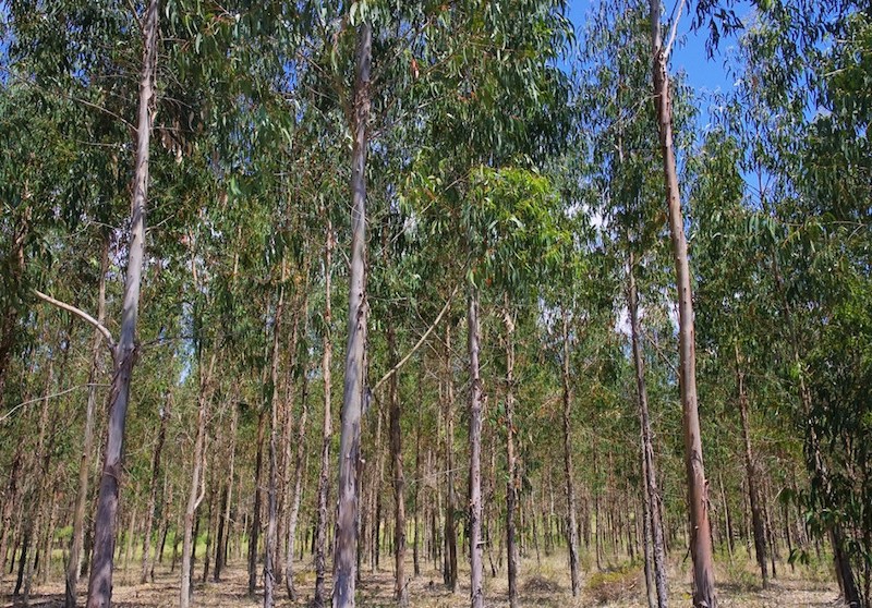 Australian eucalypt forest. Shutterstock.