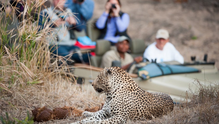 Leopard being photographed.