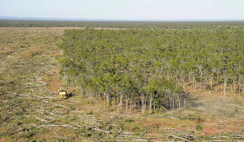 Tree clearing Cape York.