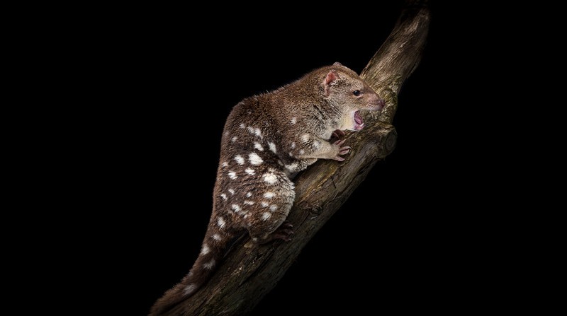 Tiger quoll by Doug Gimesy.