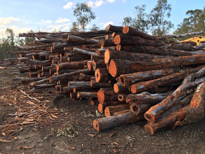 Logged red gums