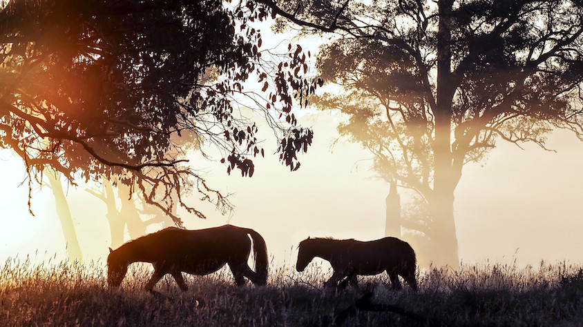 Brumby image from shutterstock