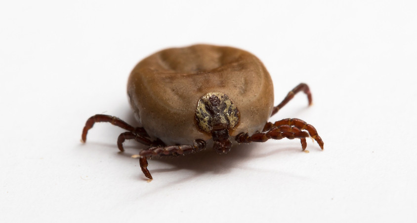 Lyme disease can be caused by Borrelia in ticks
