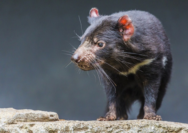 Tasmanian devil from Shutterstock.