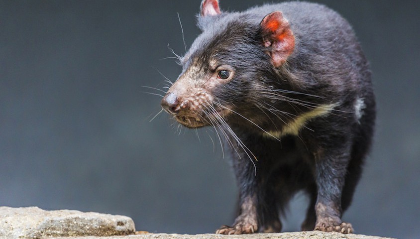 Tasmanian devil from Shutterstock.