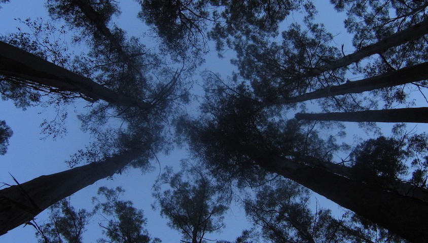 Eucalyptus regnans in Sherbrooke Forest, Vic.