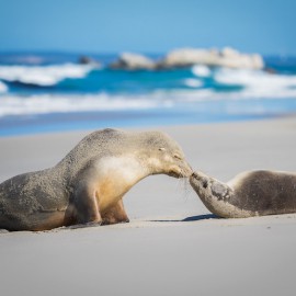 Australian fur seals. Photo: Ben Goode.
