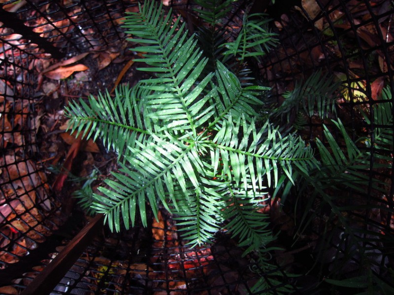 Wollemi pine seedling. Photo: Heidi Zimmer.