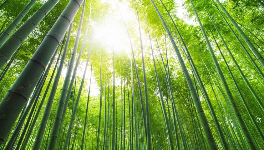 Bamboo, Japan. Shutterstock.