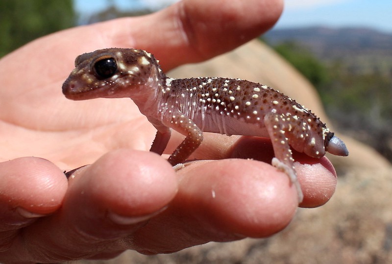 Thick tailed Gecko