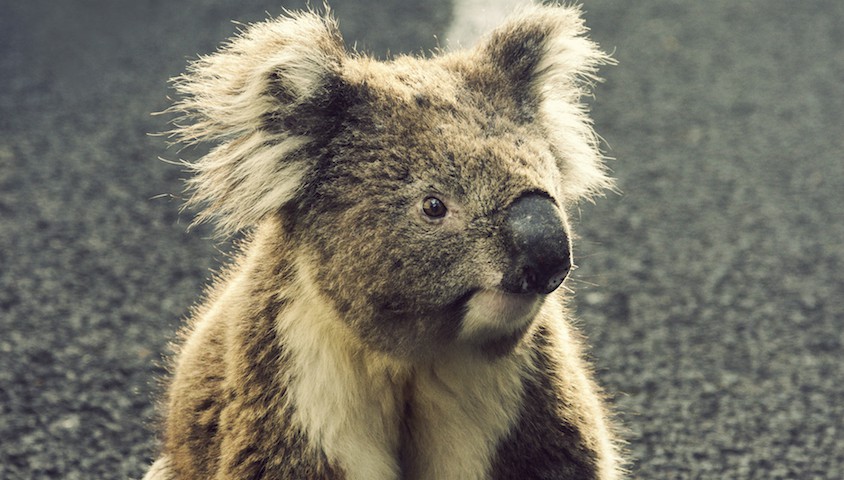 Koala on the road
