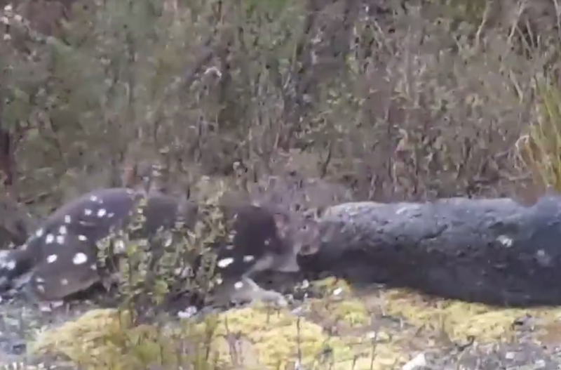 Quoll taking down a pademelon captured on video.