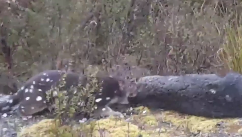 Quoll taking down a pademelon captured on video.