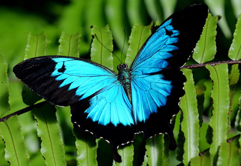 Ulysses swallowtail butterfly