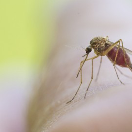 Mosquito drinking blood