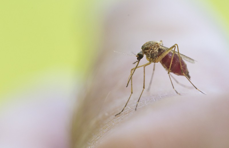 Mosquito drinking blood