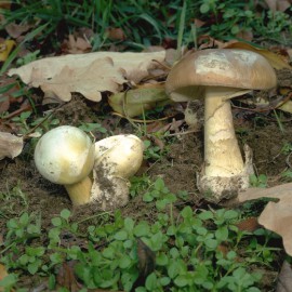 Death cap mushroom Amanita phalloides