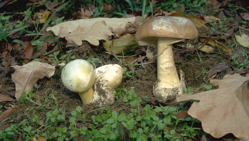 Death cap mushroom Amanita phalloides