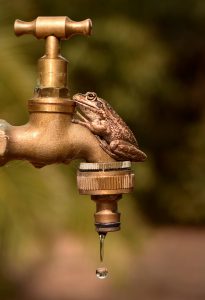Frog on a tap by Paul Welch.