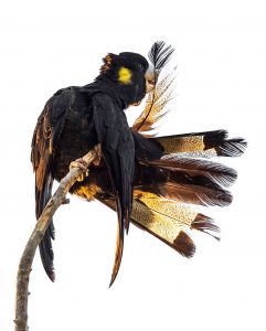 Yellow-tailed black cockatoo by Kirsten Woodforth.