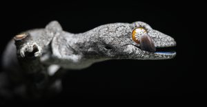 Eastern spiny-tailed gecko by Harrison Warne.