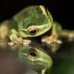 Donna Rondeau frog photo