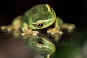 Donna Rondeau frog photo